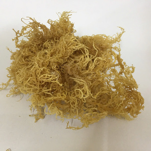 Specializing in exporting large quantities of high quality <b>dried</b> sea <b>moss</b> at competitive prices / Ms. Lima - Product Image 3