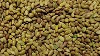 Graines d'alfalfa de haute qualité Moon Star (Medicago Sativa) pureté 99% germination 85% emballage 1-50 KG origine Pakistan
