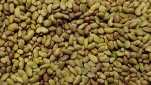 Semillas de Alfalfa (Medicago Sativa) - Product Image 2