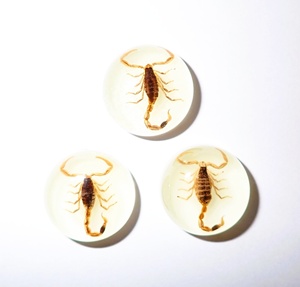 Escorpión Dorado, Espécimen Real, Cabujón de Plástico Redondo de 19x19 mm, Base Plana Brillante para Manualidades y Joyería - Product Image 1