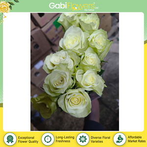 Rosas Adalonia Blancas Frescas de Primera Calidad, Origen Kenia, para Decoraciones Festivas y Ramos de Flores - Product Image 3