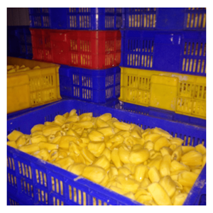 ขนุนแช่แข็งแบบ IQF รูปทรงลิ่ม วัตถุดิบจากขนุนธรรมชาติสำหรับทำทาโก้ โบวล์ และถาดอาหาร เหมาะสำหรับการจัดเลี้ยง นำเข้าจากเวียดนาม คุณภาพเชื่อถือได้ - Product Image 4