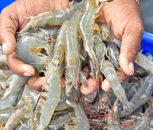 CREVETTES VANNAMEI CONGELÉES DE QUALITÉ SUPÉRIEURE EN GROS – FOURNISSEUR DE PRODUITS DE LA MER FRAISSES DU VIETNAM - Product Image 5