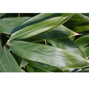 ใบไผ่พรีเมียม – ใบไม้ธรรมชาติสำหรับห่ออาหาร, ผู้จัดจำหน่ายจากเวียดนาม, ขายส่งจำนวนมาก, คุณภาพส่งออก // คุณทอม - Product Image 3