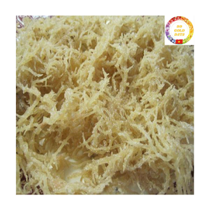 Musgo Marino Seco |   Musgo Irlandés Dorado |   Algas Marinas Naturales |   Proveedor Mayorista de Exportación a Granel de Vietnam - Product Image 1