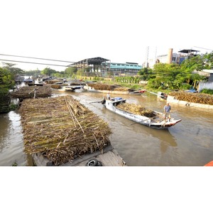 Additif alimentaire fermenté pour bovins à base de bagasse de canne à sucre vietnamienne de la marque GIA NGUYEN - Product Image 4