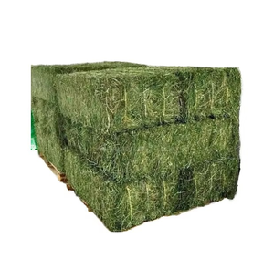 Foin d'alfalfa vert naturel pour l'alimentation du bétail, avec foin d'alfalfa emballé de qualité supérieure pour les expéditions longue distance - Product Image 5