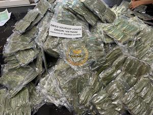 Hojas de Graviola orgánica Premium de Vietnam | Hojas de té de Guanábana secadas al sol para productos herbales y exportación - Product Image 5