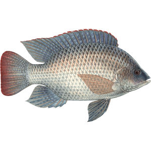 Pescado Tilapia Negra Congelada Fresca, Tilapia Roja para Compradores de Tilapia Roja - Product Image 3