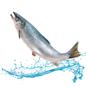 Filetes de salmón frescos congelados, económicos y asequibles - Product Image 6