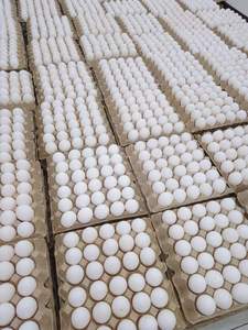 Huevos de Gallina Blancos Frescos, Conservados, Congelados y Cocidos para Uso Alimentario - Product Image 6