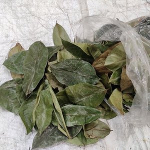 Vente en gros de feuilles de corossol séchées de haute qualité-Feuille de corossol séchée naturelle-Poudre de feuilles de Graviola/Mme Lima - Product Image 3