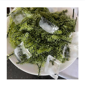 Alga Nori Fresca al Vapor, Alga Marina Verde, Caviar Verde, 20-40cm, Rica en Humedad, Empaque al Vacío, Vietnam, 12 Meses de Duración - Product Image 1