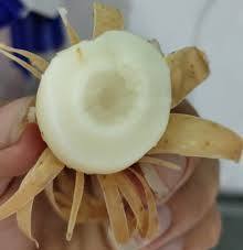 Proveedor Mayorista de Tubérculos Cocidos, Vegetales de Raíz Naturales para Postres, Congelados IQF, Estándar de Exportación - Product Image 4