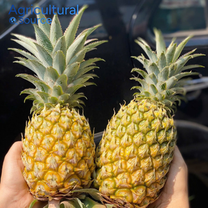Ananas Queen en gros, fruits frais du Vietnam, taille uniforme, emballage professionnel, partenaire de la chaîne d'approvisionnement mondiale, OEM - Product Image 5