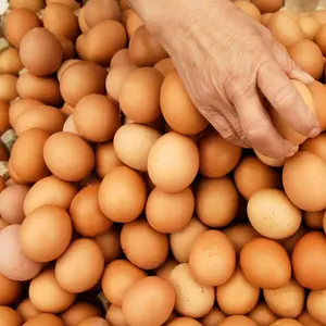 Prix de vente chaud blanc/brun coquille fraîche Table oeufs de poule en vrac