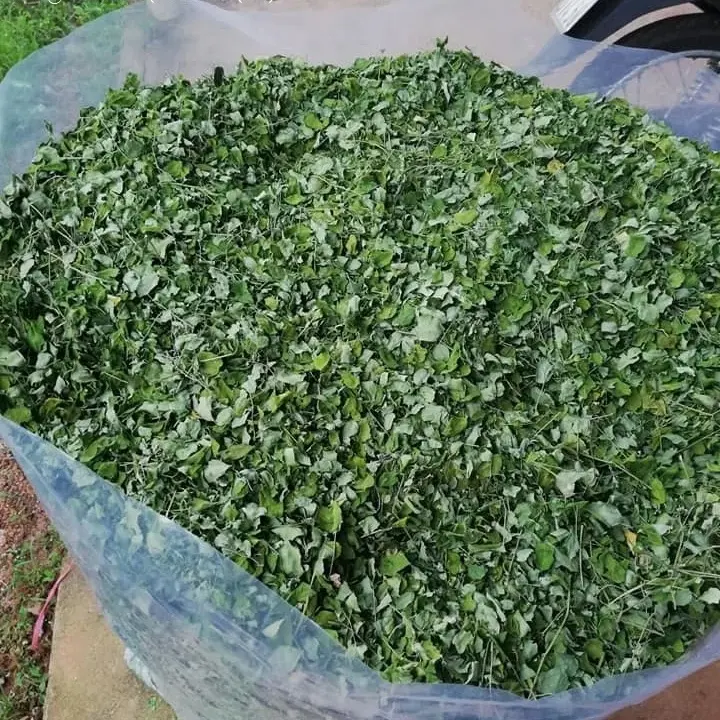 Moringa Leaves Herbal Oleifera Extract For Tea / Dried Moringa Leaf OEM Bag Custom Packing