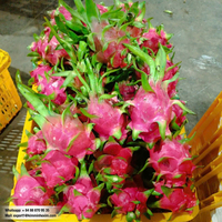 Verse Dragon Fruit uit Vietnam, groothandel, bulkleverancier voor export naar Nederland