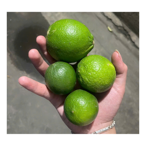 มะนาวเวียดนามไร้เมล็ด สดใหม่ เนื้อฉ่ำ เปลือกเขียว สำหรับธุรกิจบริการอาหาร เครื่องดื่ม และการค้าปลีกผลไม้สด - Product Image 1