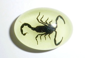 Cabujón Ovalado de Plástico con Espécimen Real de Escorpión Negro 18x25 mm, Base Plana Brillante para Manualidades y Joyería - Product Image 4