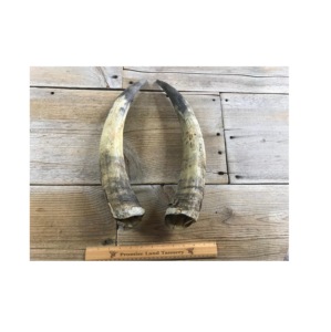 Par de Cuernos de Búfalo Pulidos para Decoración de Pared, Diseño Art Deco, Grandes de 27 a 35 Pulgadas, para Bodas, Cumpleaños, Aniversarios - Product Image 4