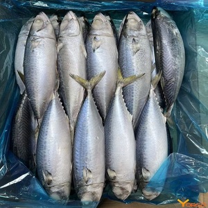 Pescado Congelado de Alta Calidad: Caballa, Sardina y Pescado del Pacífico Entero en Stock - Mariscos de Primera Calidad - Product Image 1