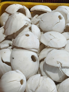 Noix de coco râpée séchée faible en gras (30 %) pour la boulangerie et la confiserie, origine Vietnam, emballage sous vide - Product Image 2