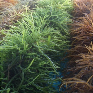 Oferta Especial: Musgo Marino Crudo Seco al Sol, Material de Algas Marinas, Pedido al por Mayor, Precio de Mayoreo, Calidad Premium de Vietnam - Product Image 2