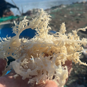 Alga Kappaphycus Alvarezii Seca - 100% Pura, 14% de Humedad, Alta Calidad, Exportación por KIM MINH - Product Image 3