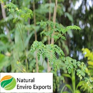 Poudre de feuilles de kelor en vrac pour l'exportation, fabriquée en Inde - Product Image 3