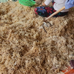 โรงงานเวียดนาม สาหร่ายทะเลแห้ง สาหร่ายไอริชธรรมชาติ ผู้ผลิตและจำหน่ายขายส่ง คุณภาพส่งออก - Product Image 2