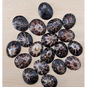 Coquille de limette ronde naturelle, coquillage véritable, toucher authentique, polie, faite à la main, décoration d'intérieur, artisanat, vente en gros - Product Image 6