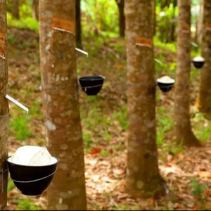 Tasse forfaitaire caoutchouc naturel de haute qualité pour le moulage - Product Image 1