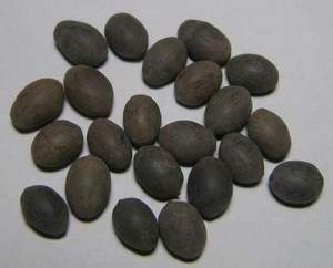 Graines de lotus séchées de qualité supérieure Origine vietnamienne Vente en gros Offre d'exportation Qualité constante Prix avantageux - Product Image 3