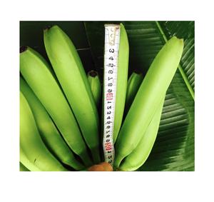 Bananes vertes Cavendish fraîches de qualité supérieure, exportées du Vietnam, carton de 13,5 kg par 99 Gold Data - Product Image 3