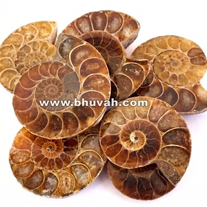 Tranches d'Ammonites Fossiles en Forme Spirale, Pierre Précieuse Non Montée - Product Image 4