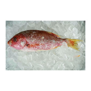 Pescado pargo rojo congelado de alta calidad disponible a precio de descuento para compradores que buscan suministro en grandes cantidades. - Product Image 6