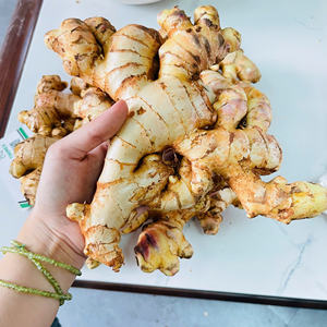 Best Seller YOUNG FRESH Ginger New Crop 2024/ Gingembre/ Ingwer-Jengibre estándar de exportación al por mayor (WA: + 84362512699) - Product Image 4