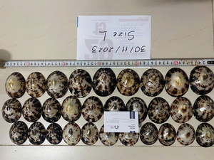 เปลือกหอยลิมเพ็ตแกะสลักคุณภาพสูงขายดีที่สุด |   เปลือกหอยธรรมชาติกันน้ำ ยี่ห้อบลูลอตัส จากบาเรีย-วุงเตา สำหรับงาน DIY - Product Image 2