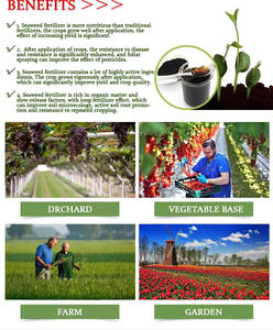 Extrait d'algues 100% biologique liquide pour une croissance rapide des plantes, fabriqué naturellement, durée de conservation de 2 ans, Terra Bio Naturals, exportateurs indiens - Product Image 6