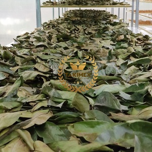 ใบ soursop อินทรีย์/guanabana แห้ง /graviola/annona muricata/guayabano 100gr สมุนไพรถุงสูญญากาศทำในเวียดนาม - Product Image 6