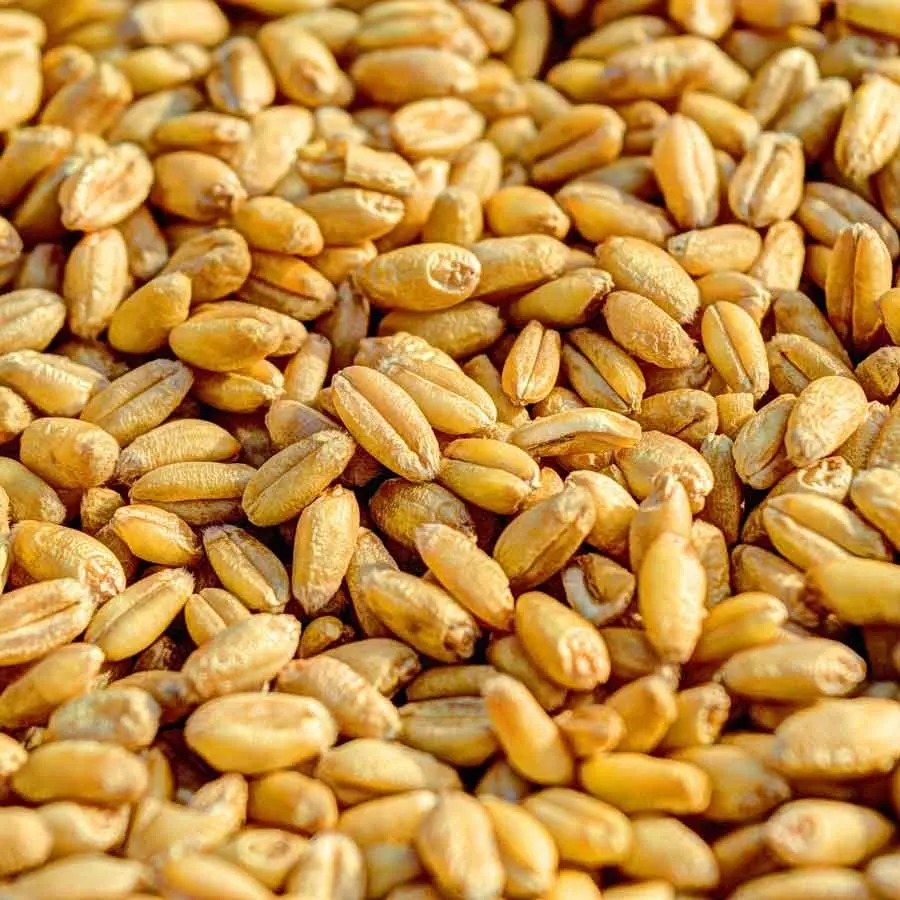 Prodotti a base di cereali sfusi grano biologico di buon gusto