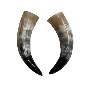 15 inch to 24 inch small to medium size real cow horn pair for <b>skull</b> and home <b>decoration</b> Best souvenir gift horns pair in stock - Product Image 1