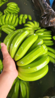 Plátanos Cavendish Verdes Frescos, Racimo Entero, Calidad Premium, 13 kg, Fruta Tropical para Venta al por Menor y Servicios de Alimentación