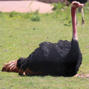 North <b>African</b> Ostrich Breeding Birds for Wholesale Buyers and Farm Owners - Product Image 2