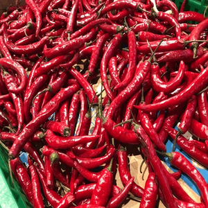 Pimientos Rojos Enteros de la India de Cosecha Fresca con Apariencia Atractiva, Sabor Picante Auténtico y Opciones de Suministro al por Mayor - Product Image 5