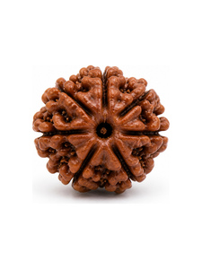 Natural Rudraksha Loose Beads Brown Round for Mala <b>Craft</b> Meditation Prayer Jewelry Making Wholesale by Rudra <b>Gems</b> - Product Image 1