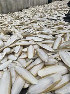 Os de Seiche Séché de Qualité Supérieure 99GD, 1ère Qualité, 40cm+, Faible Teneur en Matières Grasses, Protéines Marines pour Animaux, Suppléments de Calcium, Sac - Product Image 5