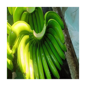 กล้วยดิบเกรดพรีเมี่ยมสีเขียวสดสำหรับการแปรรูปอาหารและการจัดหาอาหารเชิงพาณิชย์ - Product Image 6