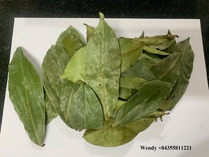 Hojas de Guanábana al por mayor | Orgánica, seca y limpia | Agricultura de Vietnam - Product Image 2